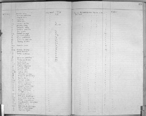 Tellina nitida - Zoology Accessions Register: Mollusca: 1925 - 1937: page 66