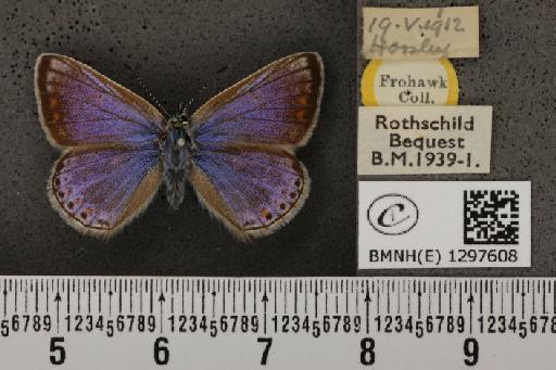 Polyommatus icarus icarus ab. apicata-thetis Tutt, 1910 - BMNHE_1297608_147918
