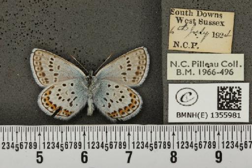 Plebejus argus argus ab. basijuncta Tutt, 1909 - BMNHE_1355981_153606
