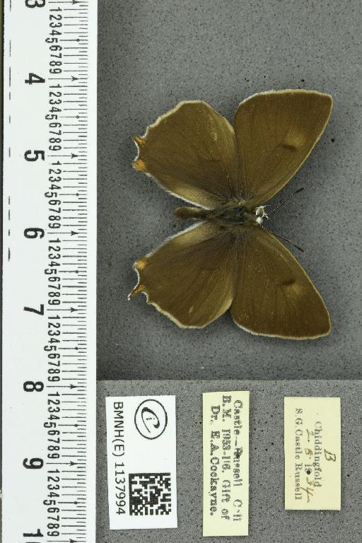 Thecla betulae ab. unicolor Tutt, 1907 - BMNHE_1137994_95150