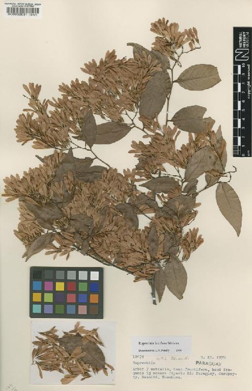 Ruprechtia laxiflora Meisn - BM000092581