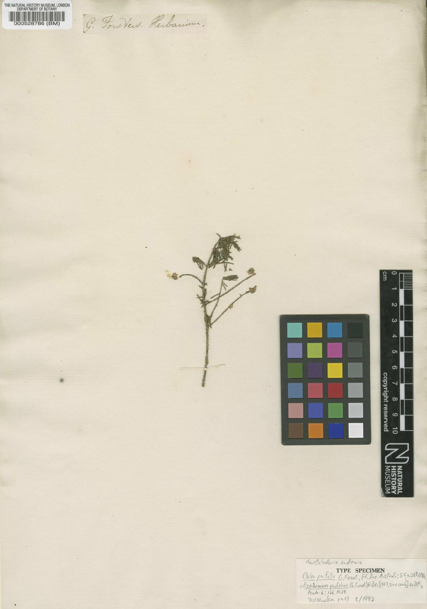 To NHMUK collection (Helichrysum pinifolium Schrank; Type; NHMUK:ecatalogue:4977258)