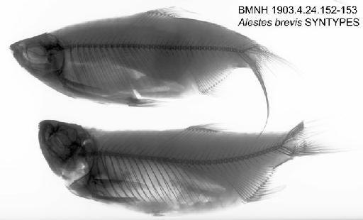 Alestes brevis Boulenger, 1903 - BMNH 1903.4.24.152-153 - Alestes brevis SYNTYPES Radiograph
