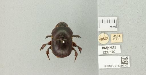 Onitis niger Lansberge, 1875 - 013386100_772342_982606