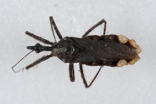 Yolinus albopustulatus China, 1940 - BMNH(E)1255117_Yolinus albopustulatus_Type_female_dorsal