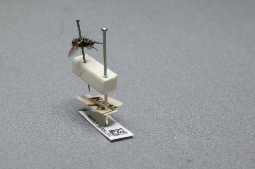 Sarcophaga (Myorhina) nigriventris Meigen, 1826 - 015091850_additional_2