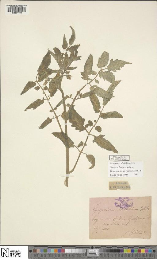 Solanum lycopersicum L. - BM000777790