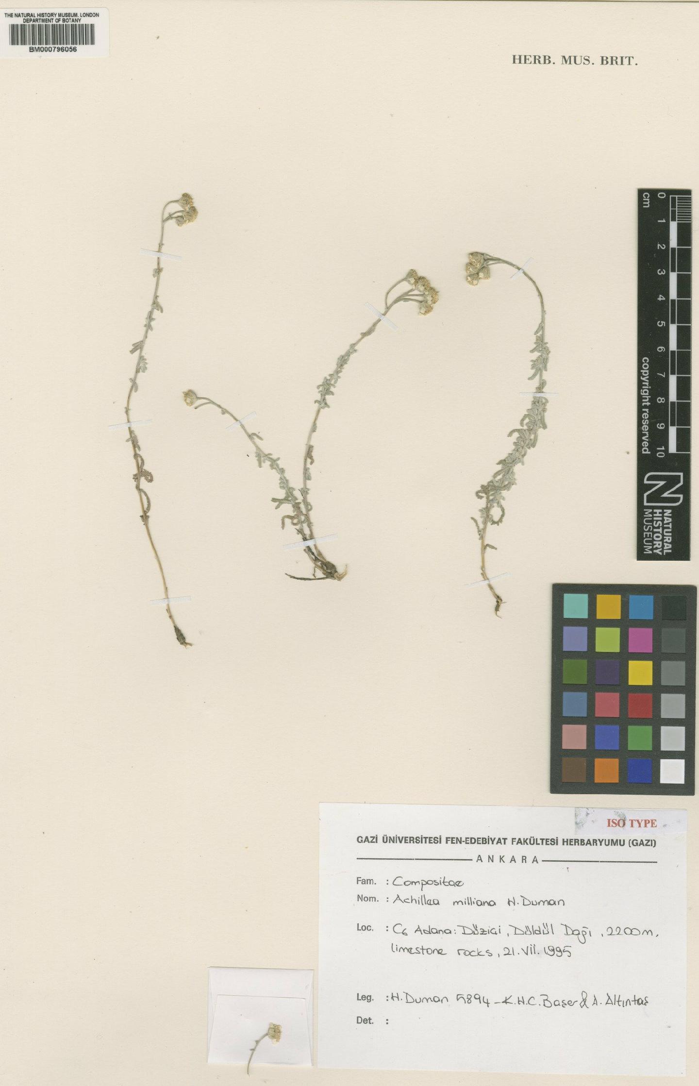 To NHMUK collection (Achillea milliana Duman; Isotype; NHMUK:ecatalogue:4989100)