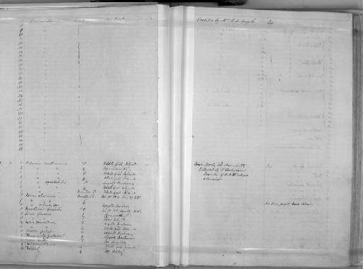 Dama dama Linnaeus, 1758 - Zoology Accessions Register: Mammals: 1850 - 1853: page 229