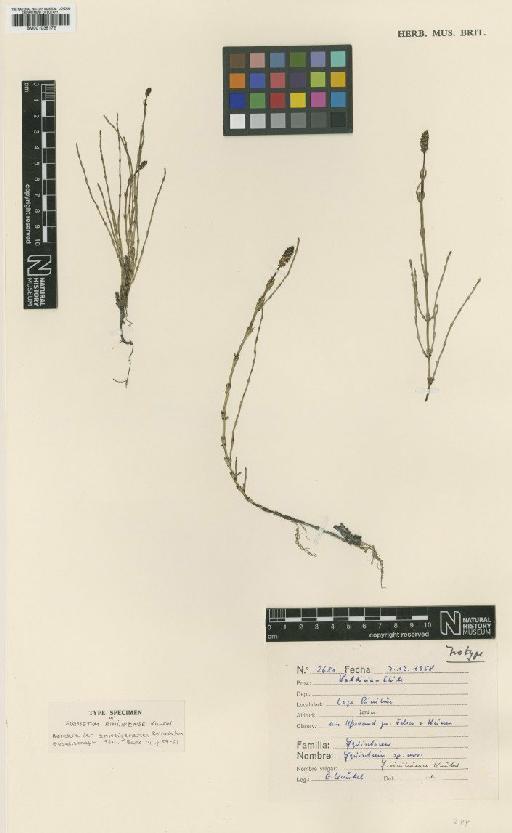 Equisetum bogotense Kunth - BM001038172