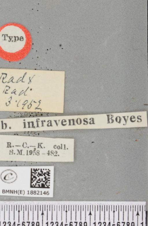 Selenia dentaria ab. infravenosa Boyes, 1954 - BMNHE_1882146_a_label_447894