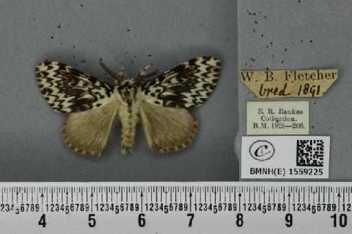 Lymantria monacha ab. mediofasciata Lempke, 1947 - BMNHE_1559225_251949