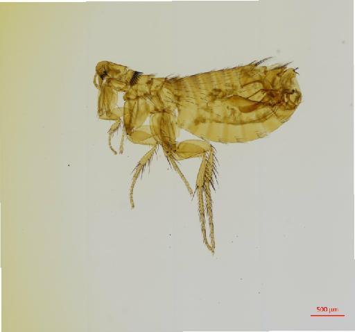 Neotyphloceras crassispina hemisus Jordan, 1936 - 010179133_specimen