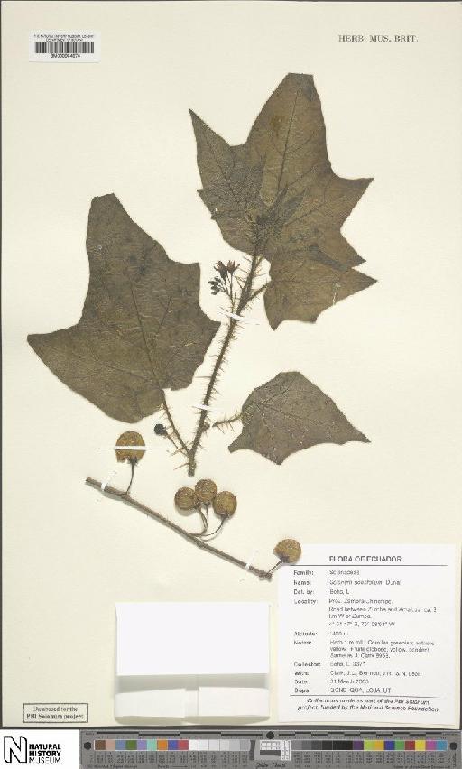 Solanum acerifolium Dunal - BM000934878