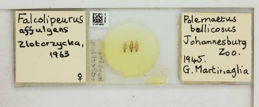 Falcolipeurus affulgens Zlotorzycka, 1963 - 010674925_816426_1429425