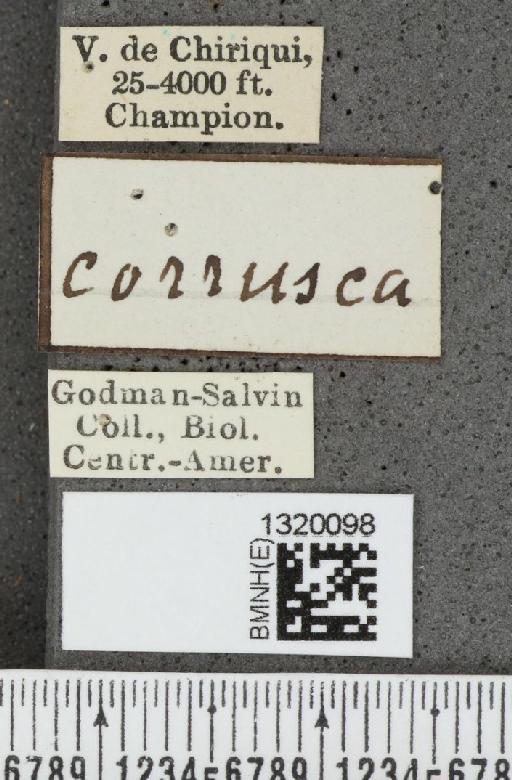 Acalymma coruscum costaricense Bechyné, 1955 - BMNHE_1320098_label_21123