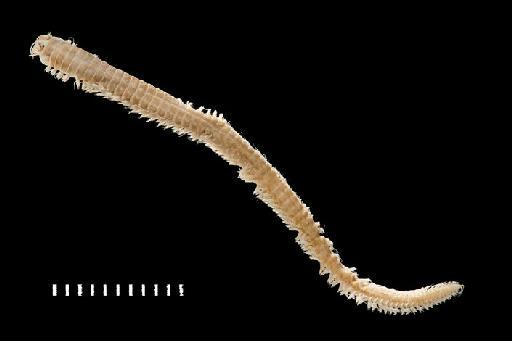 Neanthes chilkaensis (Southern, 1921) - Polychaete type specimen; Nereidae; 1938.5.7.27 view 2