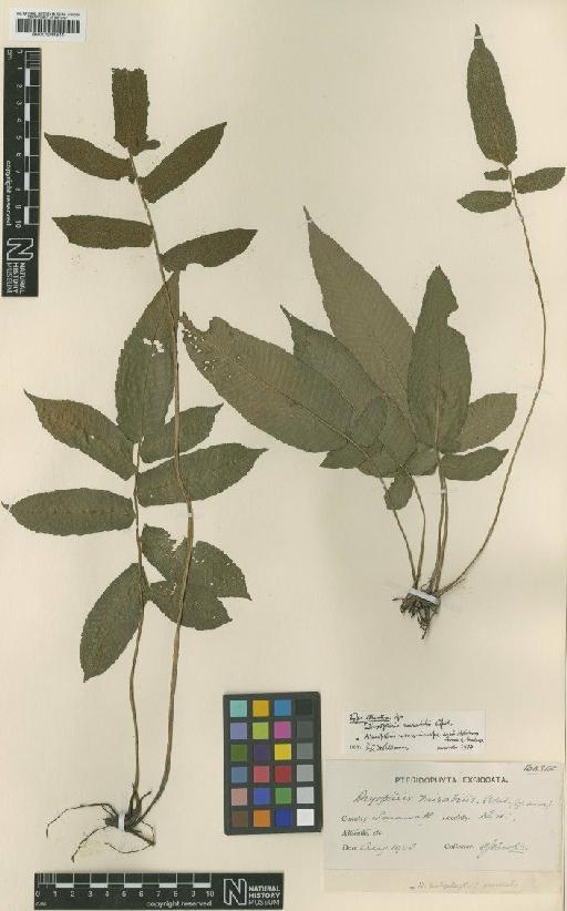 Pronephrium menisciicarpon (Blume) Holttum - BM001044844