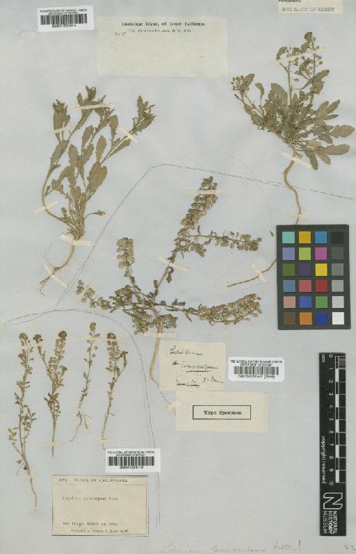 Lepidium lasiocarpum Nutt - BM001024415