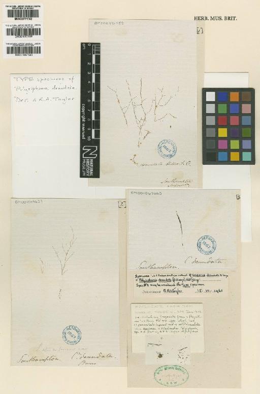 Polysiphonia denudata (Dillwyn) Grev. ex Harv. - BM001067639