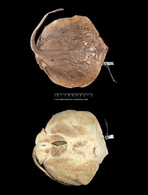 Urolophus asterias Jordan & Gilbert, 1883 - BMNH 1895.5.27.335-337, Urolophus asterias_b