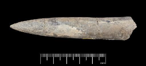 Acrocoelites (Odontobelus) subtricissus Kolb - PI CC  965 - belemnite