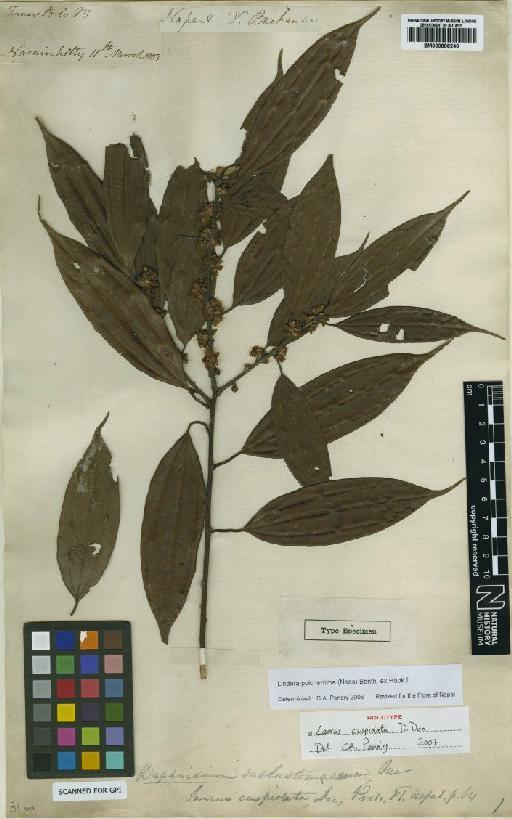 Laurus cuspidata D.Don - BM000888240