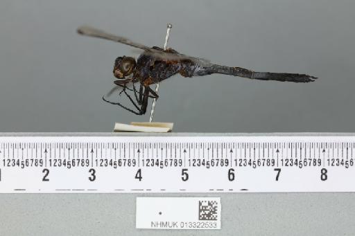 Orthetrum nicevillei Kirby, 1894 - 013322533_lateral