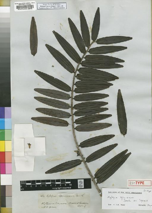 Xylopia spruceana Benth. ex Spruce - Spruce - BM000554093