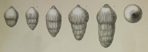 Nodosaria comata (Batsch) - ZF1933_64_3_Pseudoglandulina_comatula.jpg