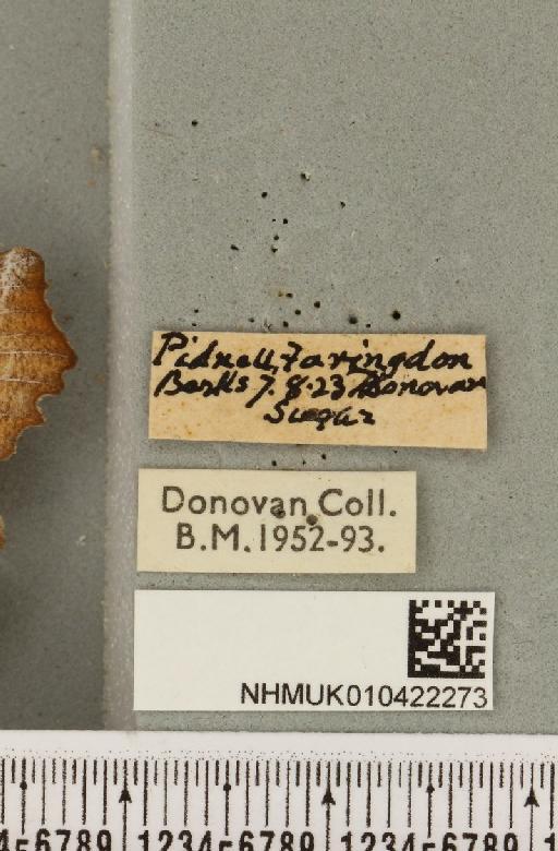 Scoliopteryx libatrix (Linnaeus, 1758) - NHMUK_010422273_label_535423