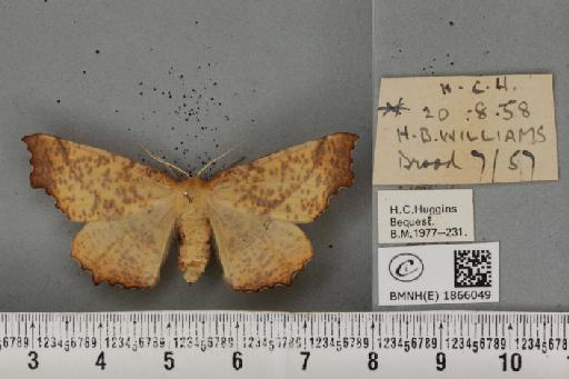 Ennomos autumnaria (Werneburg, 1859) - BMNHE_1866049_432565