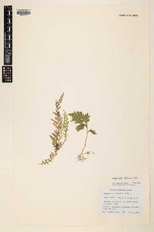 Selaginella biformis A.Braun ex Kuhn - 000779613