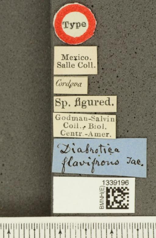 Paratriarius flavifrons (Jacoby, 1887) - BMNHE_1339196_label_22626
