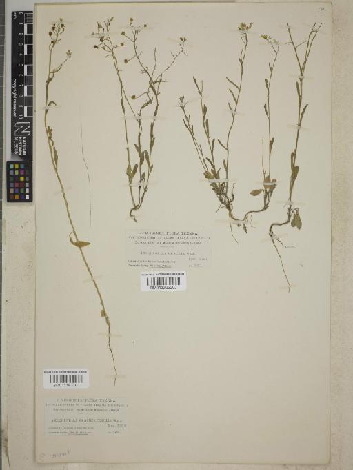 Lesquerella gracilis subsp. gracilis - BM013393201