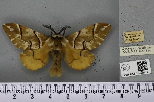 Endromis versicolora ab. pallida-obsoleta Tutt, 1902 - BMNHE_1640981_203071