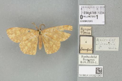 Mesotrophe alienaria (Walker, 1863) - 013321362_117938_507501