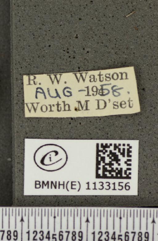 Pieris napi sabellicae ab. minor Agassiz, 1900 - BMNHE_1133156_label_88027