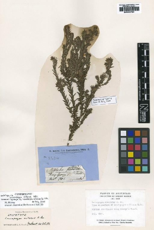 Leucopogon villosus R.Br. - BM000907504