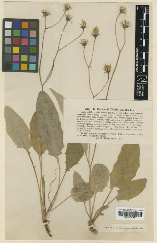 Hieracium bifidum subsp. stenolepis (Lindeb.) Zahn - BM001047981