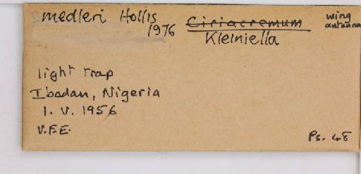 Kleiniella medleri Hollis, 1976 - 013483366_additional