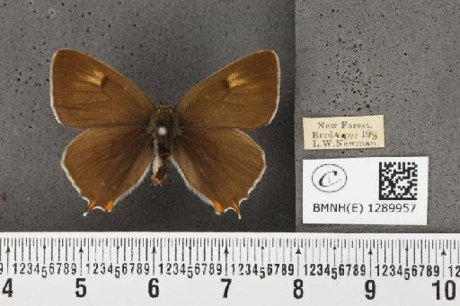 Thecla betulae (Linnaeus, 1758) - BMNHE_1289957_126368