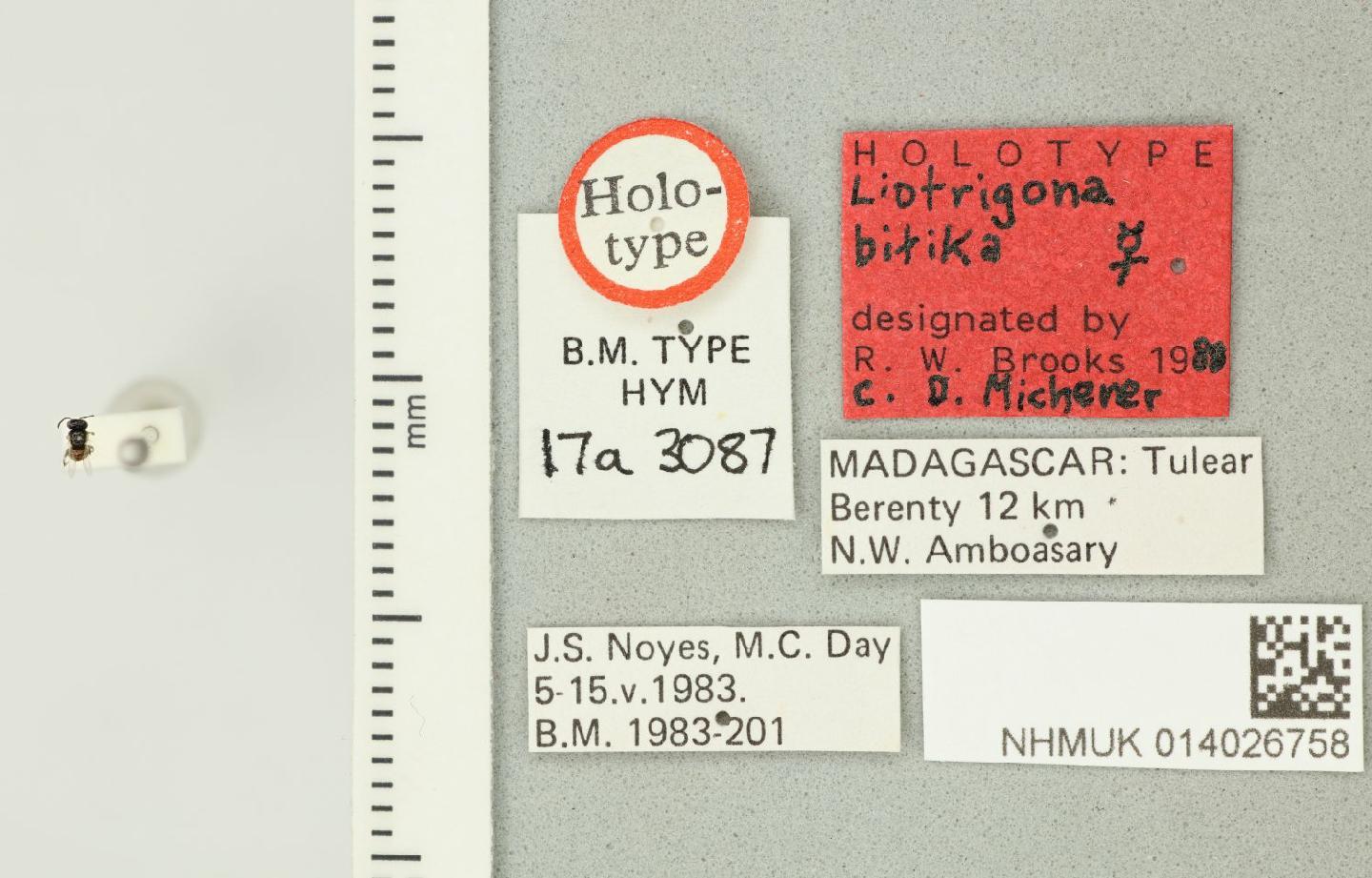 Liotrigona bitika