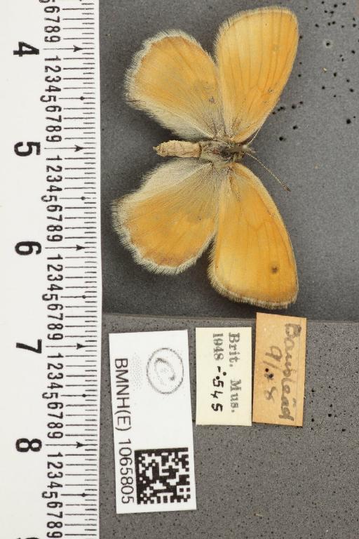 Coenonympha pamphilus (Linnaeus, 1758) - BMNHE_1065805_26944