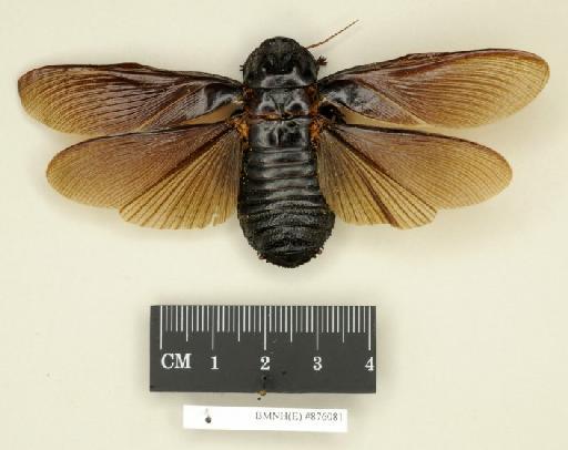 Panesthia passaloides Walker, 1868 - Panesthia passaloides Walker, F, 1868, female, lectotype, dorsal. Photographer: Edward Baker. BMNH(E)#876081