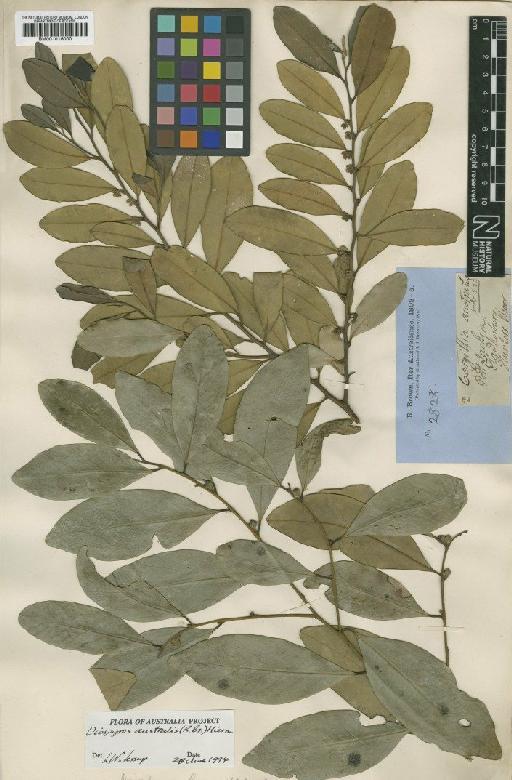 Diospyros australis (R.Br.) Hiern - BM001016000