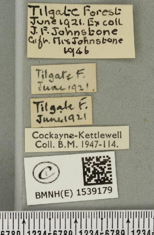 Furcula bicuspis (Borkhausen, 1790) - BMNHE_1539179_label_241869