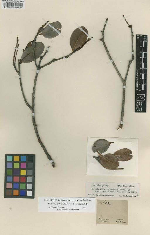 Ternstroemia crassifolia Benth. - BM000041990