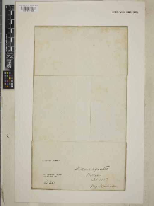 Stellaria aquatica (L.) Scop. - BM013411906_packet