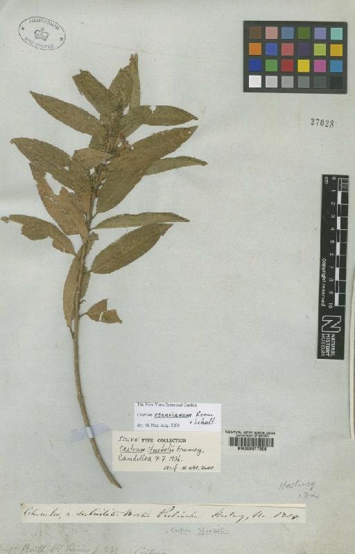 Cestrum peruvianum Roem. & Schult. - BM000617866